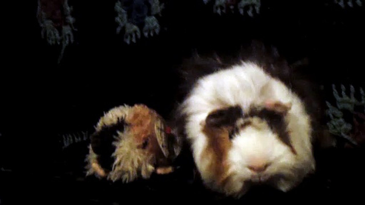 CAVIA PORCELLUS DAVID 102_8563
