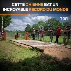Cette chienne bat un incroyable record du monde