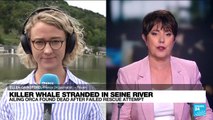 France: Ailing killer whale stuck in French river died