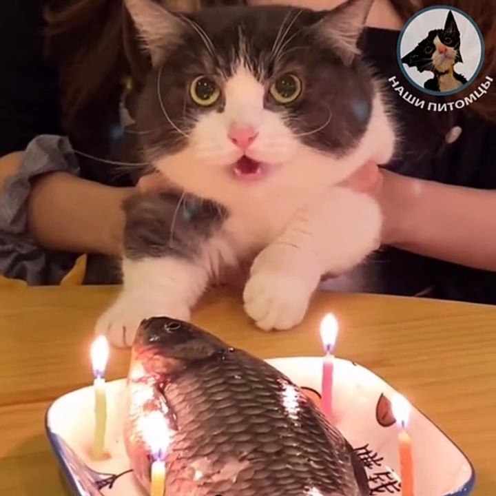 سمكه ف عيد ميلاد القطه  | cat birthday