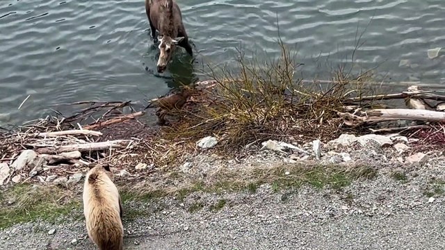 Mother Moose Chases off Grizzly Bear