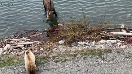 Mother Moose Chases off Grizzly Bear