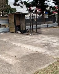 El dueño tiene que esperar 21 días para poder reencontrarse con Coco (Instagram: @Noraportela)