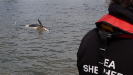 L'orque en difficulté dans la Seine, retrouvée morte