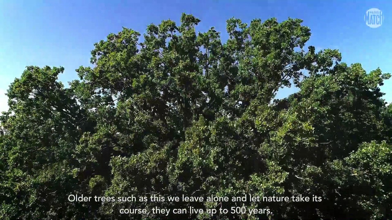 Versailles honore ses arbres admirables chargés d’histoire 
