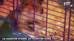 Une expérience génétique tourne mal : ces hamsters se transforment en mutants ultra-agressifs