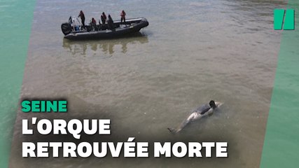 L'orque perdue dans la Seine a été retrouvée morte