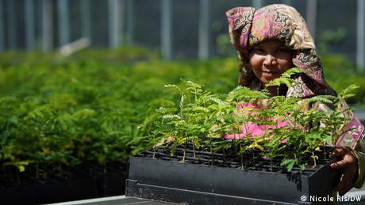 100 Millionen Bäume für Borneo