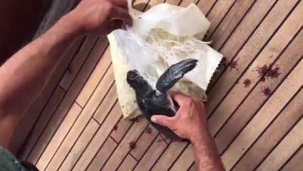 Denizde çuvala dolanan caretta caretta yavrusu kurtarıldı
