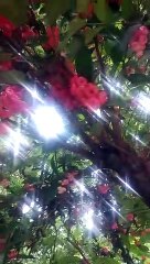 Jambu citra mini