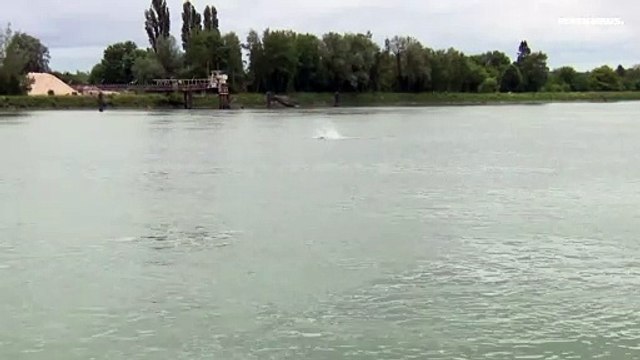 Франция: в русле Сены умерла косатка