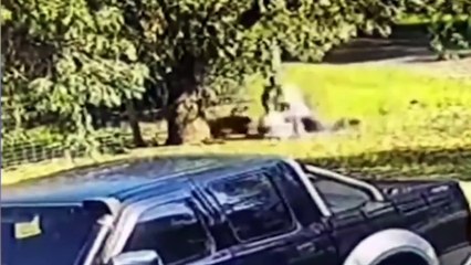 Kanguru saldırısına uğrayan adam kamerada