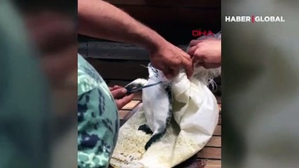Mavi turda çuvala dolanan deniz kaplumbağasını görüp, kurtardı