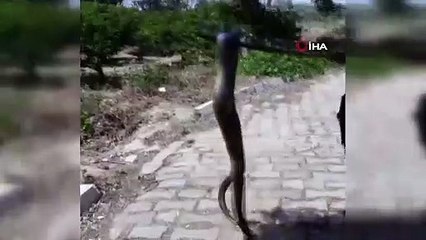 Dev yılan paniği: Burun buruna geldi, korkup çığlık attı