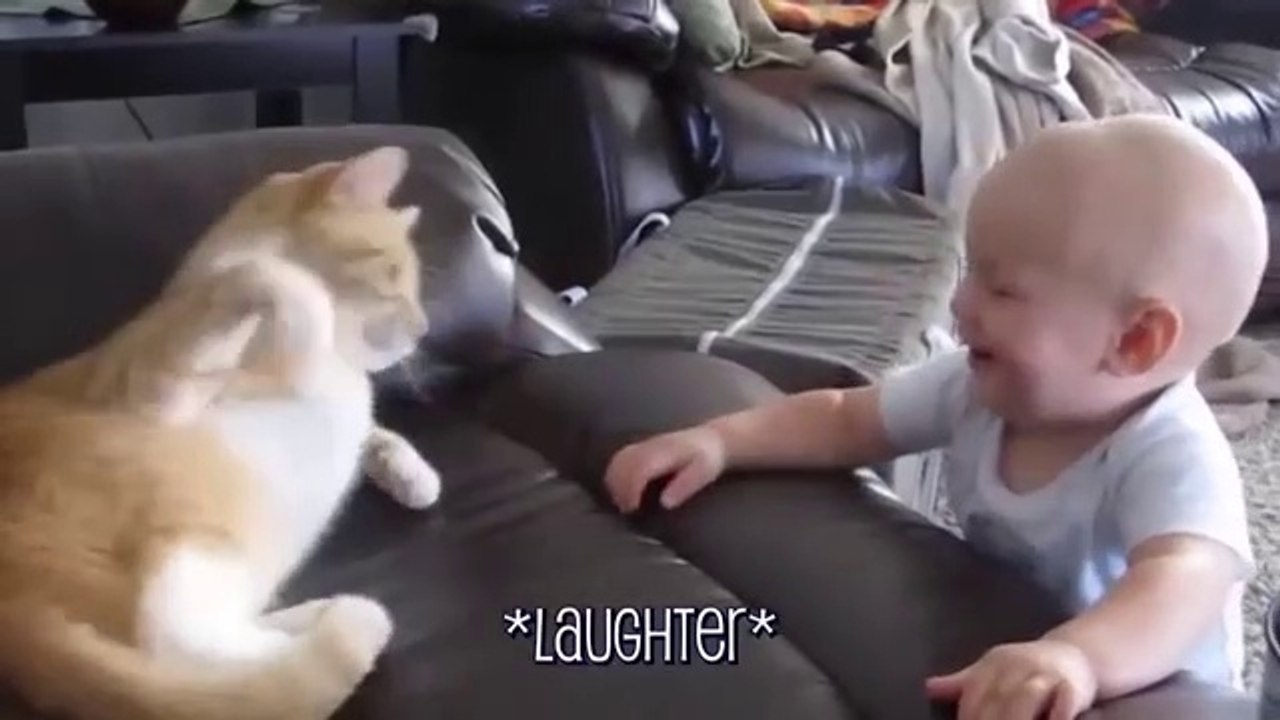Funny Cats And Babies Playing Together Animals Trolling Babies