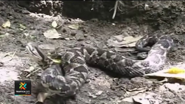 tn7-mordeduras-de-serpientes-300522