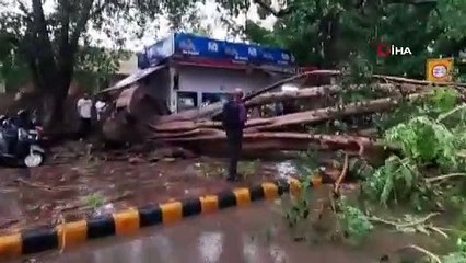 Hindistan’da dolu fırtınası: Çok sayıda ağaç devrildi