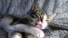Baby Cat Grooms Himself