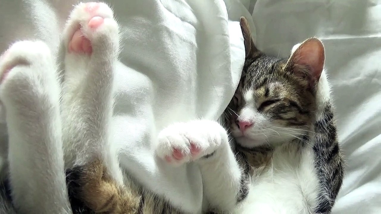 Funny Dreaming Kitten Twitches