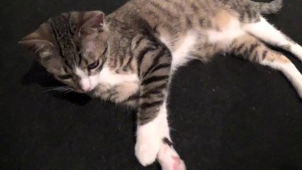 What Do You Think about Cryptocurrency, Rudolph