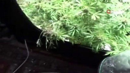 Ankara’da evinin balkonunda esrar yetiştiren şüpheli gözaltına alındı