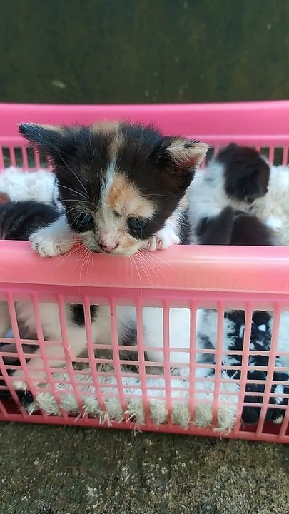 Kitten Scottish Fold usia 2 minggu