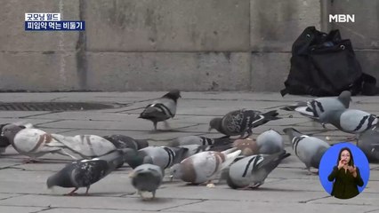 [굿모닝월드] 피임약 먹는 비둘기