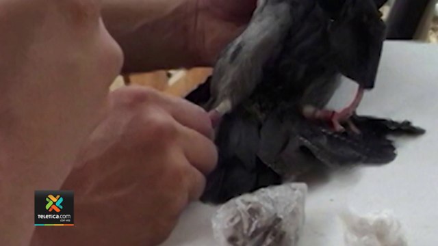 tn7-En promedio, delincuentes tratan de introducir droga a cárceles cada tres horas-300522