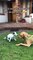 Super Funny Dog Videos - funny dog compilation 2022 ~ funny dog story