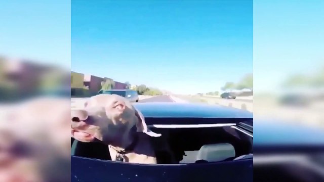 Try Not To Laugh Watching Funny Animals Compilation Funniest Animals Vines cute pets compilation_ Funny Animal videos