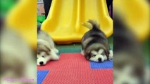Baby Alaskan Malamute Cutest and Funniest Moments New Compilation  Try Not To Laugh_ Funny Animal Videos
