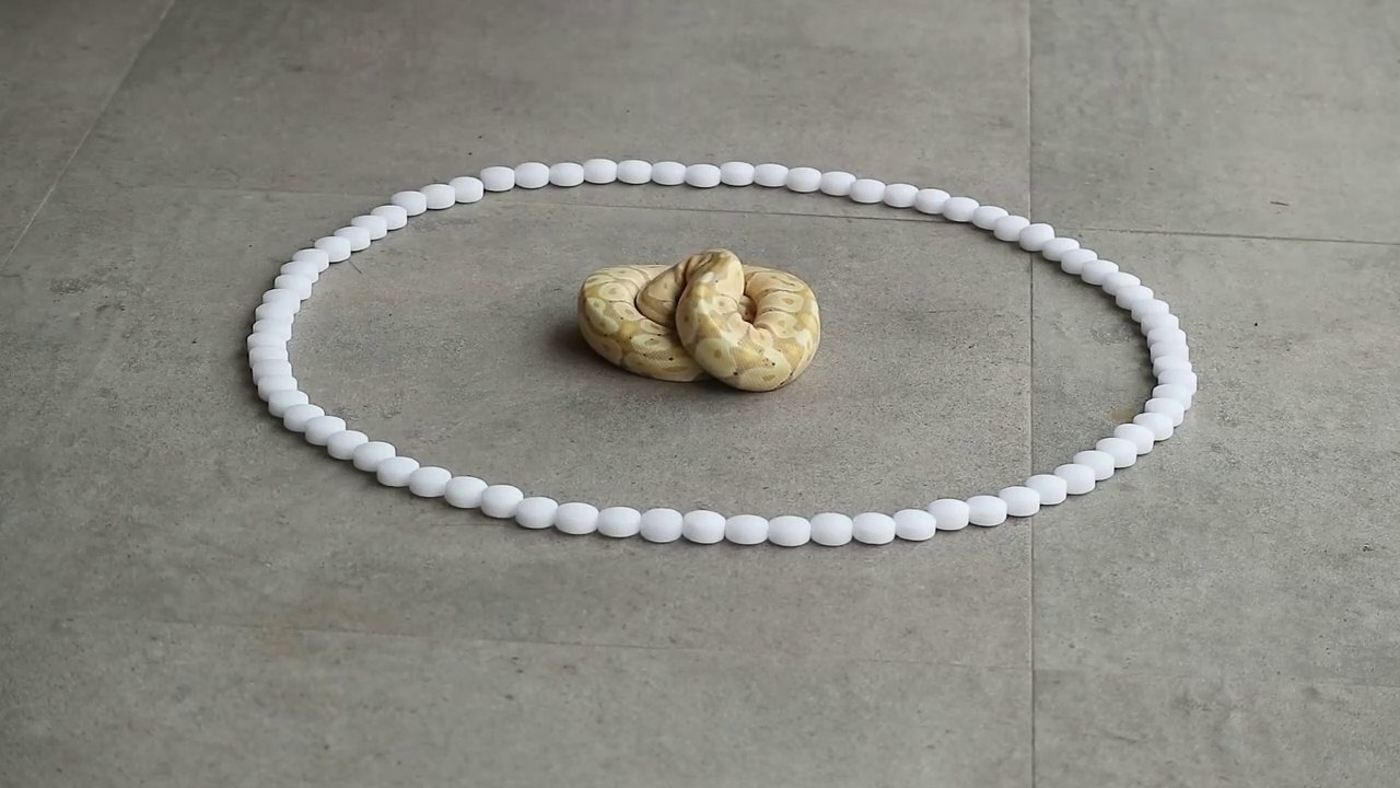 SNAKE EXPERIMENT AGAINST MOTHBALLS