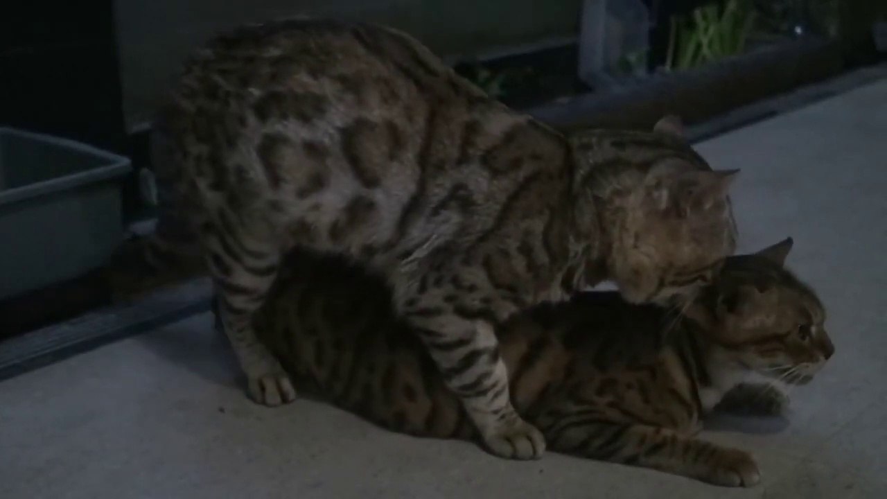 This is what happens when a cat is getting married