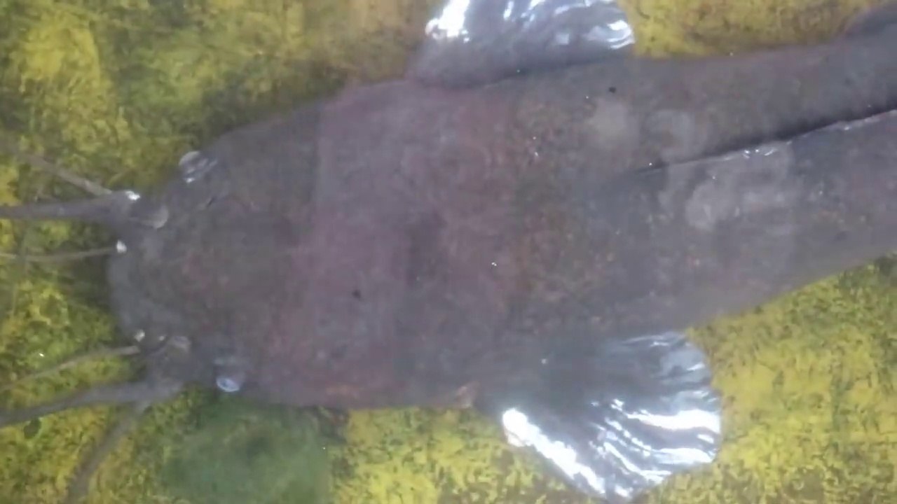A rare sighting of a giant catfish that is almost extinct video