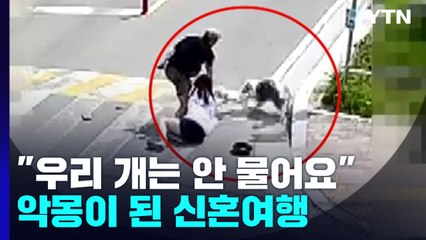 "우리 개는 안 물어요"...애견인 착각에 사고 반복 / YTN