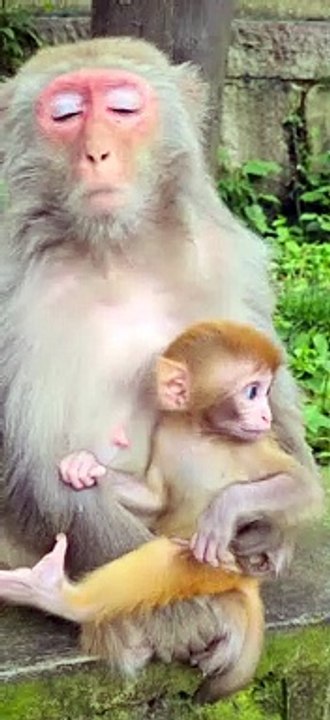 Baby monkey cute animals 24