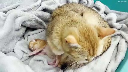 Induk Kucing menjaga dan menyayangi anaknya yang baru lahir