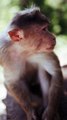 Monkey videos | funny monkey videos | animals