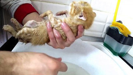 Menyelamatkan anak kucing di jalan