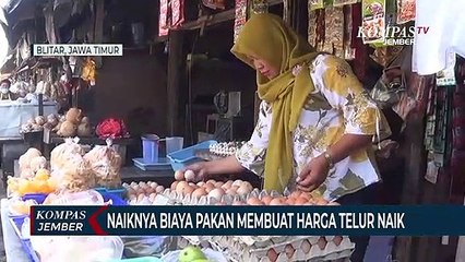 Kenaikan Harga Telur Ayam Dipicu Tingginya Biaya Pakan Ternak