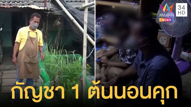 ตร.จับลุงป้านอนคุก 1 คืน เพราะปลูกกัญชา 1 ต้น | ข่าวเที่ยงอมรินทร์ | 31 พ.ค.65