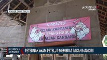 Kreatif! Peternak Ayam Petelur di Jember Membuat Pakan Mandiri