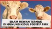 Hendak Dijual, Enam Hewan Ternak di Gunungkidul Terdeteksi Positif PMK