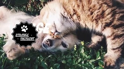 Enormous Warble Removed From Inside A Tiny Kitten's Neck