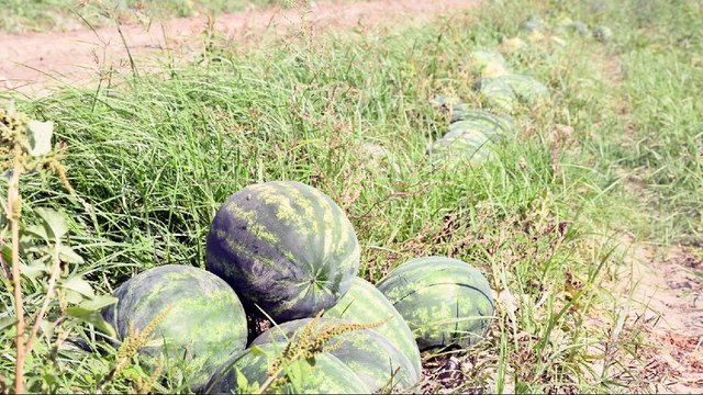 Karpuz üreticisi zarar ediyor, tüketici alamıyor. Bu feryadı duyuyor musunuz?