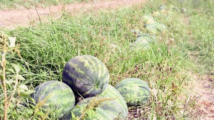 "Karpuz üreticisi zarar ediyor, tüketici alamıyor. Bu feryadı duyuyor musunuz?"