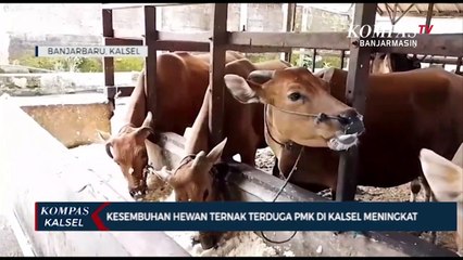 Sempat Dilaporkan dari HSU dan Tala , Kesembuhan Ternak Terduga PMK di Kalsel Meningkat