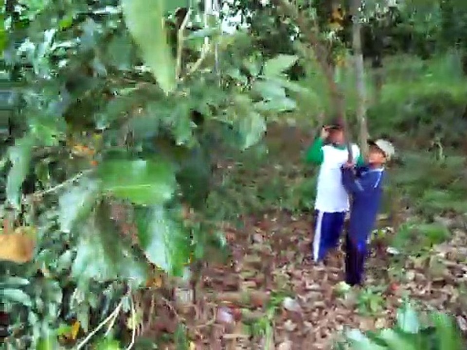 HAIR FRUIT HARVEST