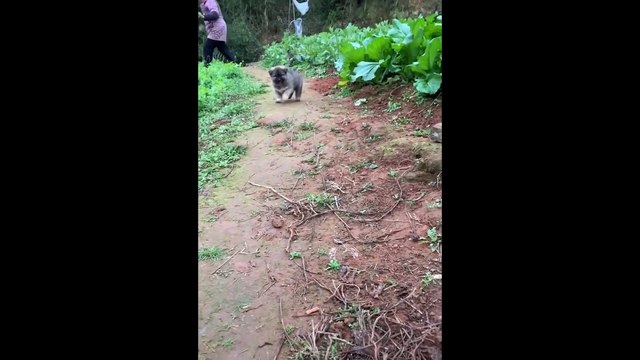 Cute And Funny Pets Try Not To Laugh To These Pets Compilation Cutest Lands_ Funny Pets Videos