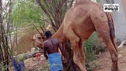 லாரி, டிராக்டர் போய் இப்போ ஒட்டகம்; வேற லெவலில் மணல் கடத்தல்!